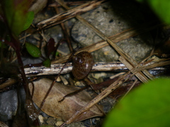 Cyclophorus turgidus