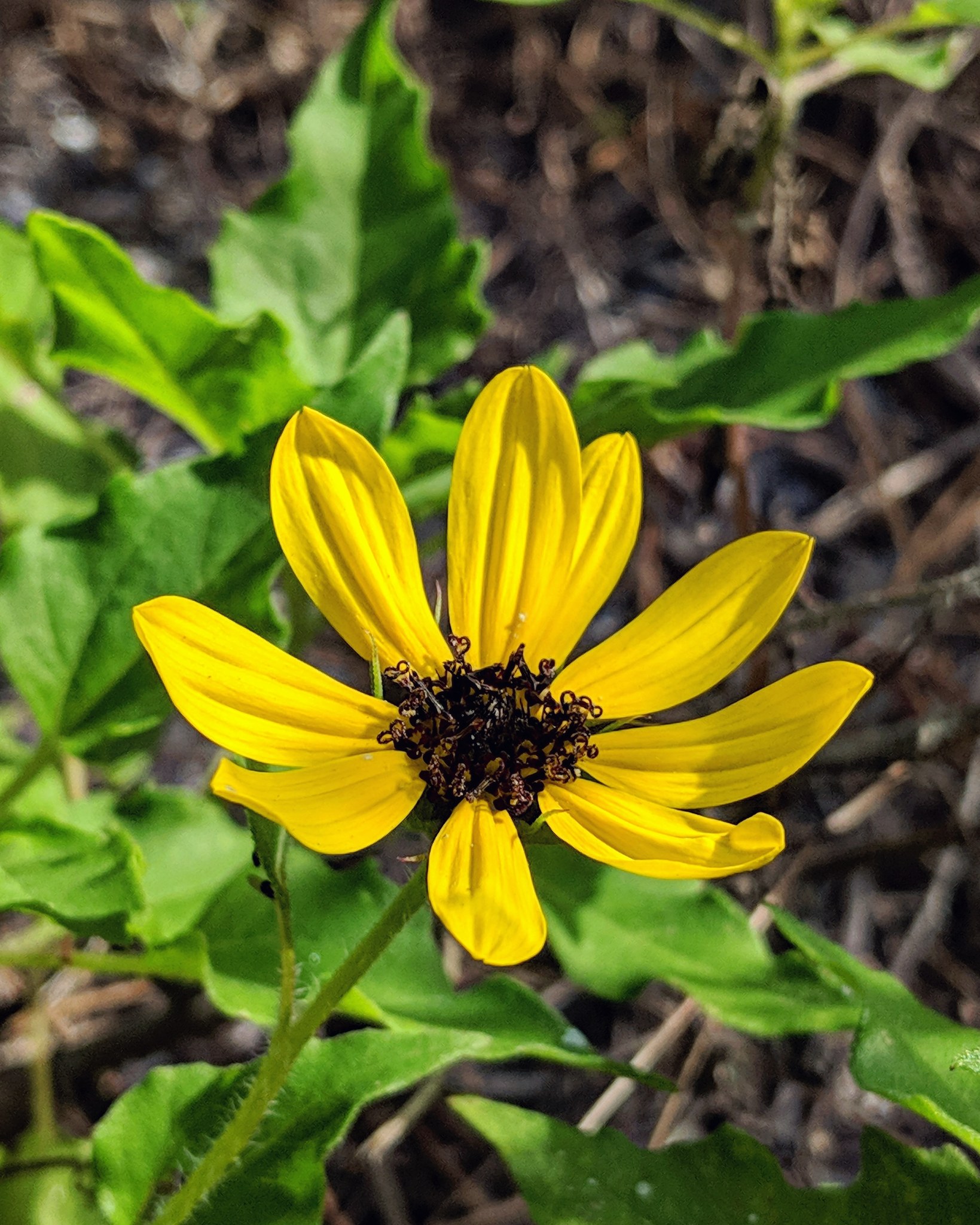 Helianthus debilis ssp. vestitus