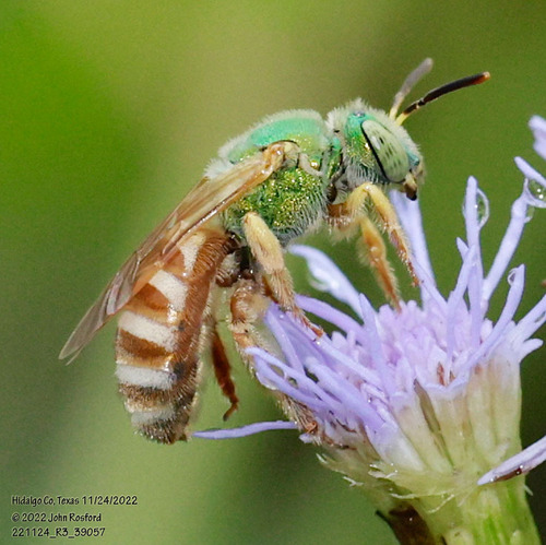 Honey-tailed Striped Sweat Bee (Agapostemon melliventris), a species recorded in Nevada