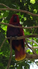 Eclectus roratus