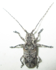 Hecyromorpha plagicollis