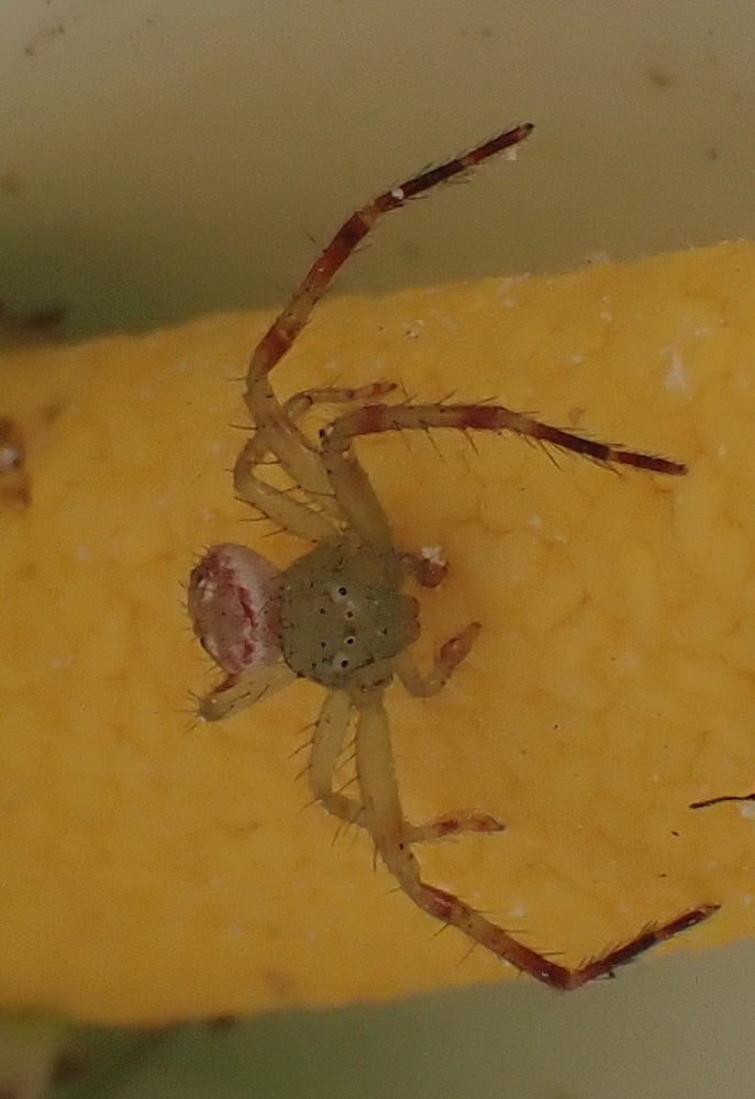 Flower Crab Spiders from N2, Knysna, 6570, South Africa on November 11, 2023 at 1250 PM by