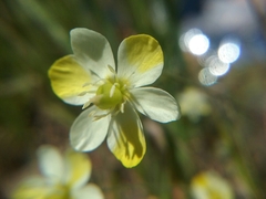 Hesperomecon linearis