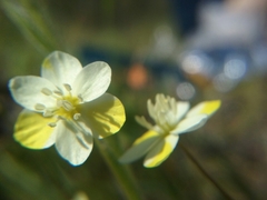 Hesperomecon linearis