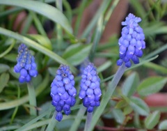 Muscari