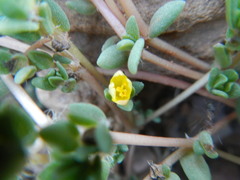 Portulaca quadrifida