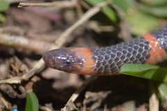 Geophis semidoliatus