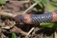 Geophis semidoliatus