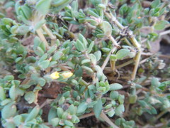 Portulaca quadrifida
