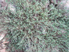 Portulaca quadrifida