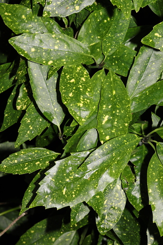Aucuba japonica