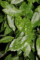 Japanische Aukube (Aucuba japonica): Herkunft und Verwendung — Foto 2
