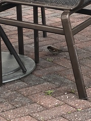 Passer domesticus
