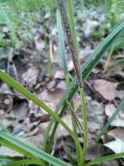 Carex hispida
