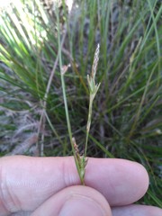 Carex distachya