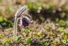 Pulsatilla pratensis hungarica - Photo (c) Lioneska, some rights reserved (CC BY-NC), uploaded by Lioneska