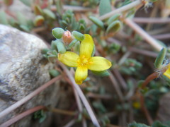 Portulaca quadrifida