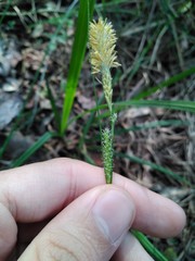 Carex laevigata
