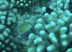 Chaetodon pelewensis