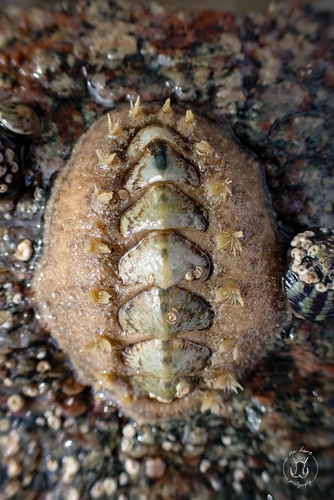 Acanthochitona fascicularis