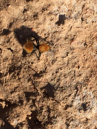 Mutillidae