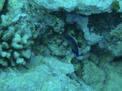 Centropyge bispinosa