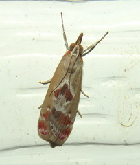 Syntonarcha iriastis