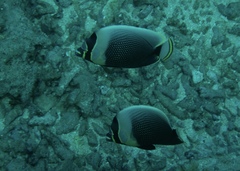 Chaetodon reticulatus