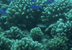 Tahiti Damsel photo 3