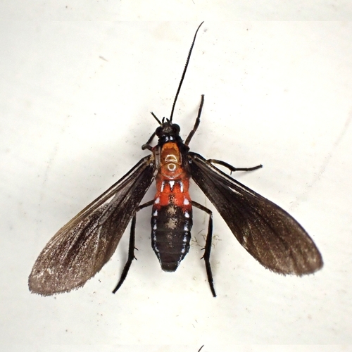 Saurita vindonissa