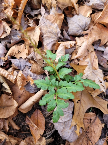 Image of Blunt-Lobed Grapefern (Sceptridium oneidense) by no rights reserved
