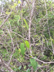 Metastelma barbigerum