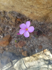 Oxalis eckloniana-nidulans