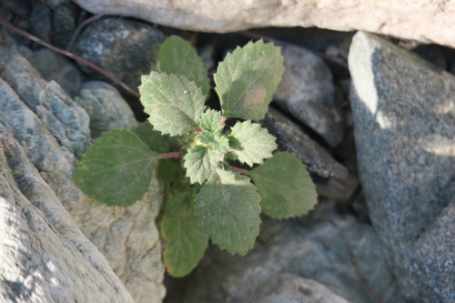 Desert Nettle