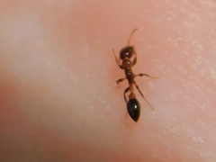 Pseudomyrmex ejectus