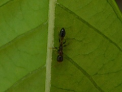 Pseudomyrmex ejectus