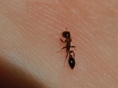 Pseudomyrmex ejectus