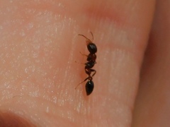 Pseudomyrmex ejectus