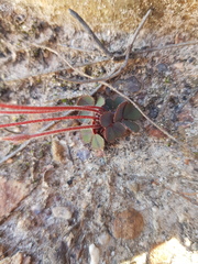 Oxalis eckloniana-nidulans
