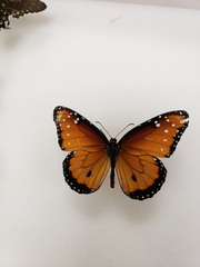 Danaus gilippus