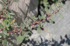Forsskaolea tenacissima