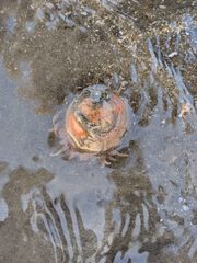 Paracondylactis sinensis