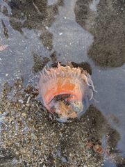 Paracondylactis sinensis