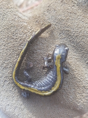 Ambystoma macrodactylum macrodactylum