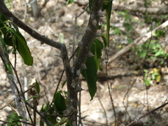 Zanthoxylum arborescens