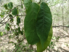Zanthoxylum arborescens