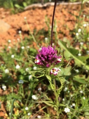 Castilleja densiflora gracilis