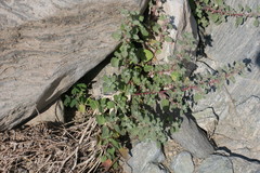 Forsskaolea tenacissima
