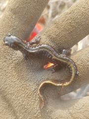 Ambystoma macrodactylum macrodactylum