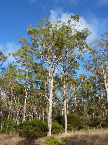 Eucalyptus bosistoana F.Muell.